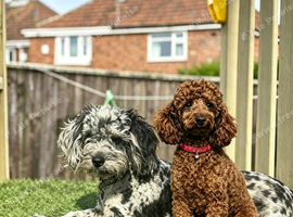 toy F1B cockapoos