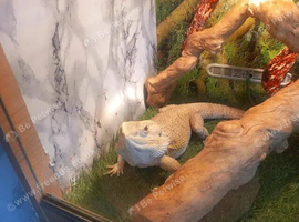 Bearded Dragon And Full Set Up