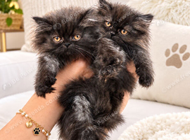 Persian kittens