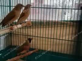 Gouldian finches for sale