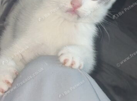6 weeks old kittens