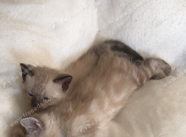 Lovely cute Siameese cross  Maincoon