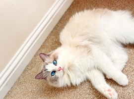 Gccf registered ragdoll