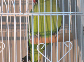Male Ringneck for sale