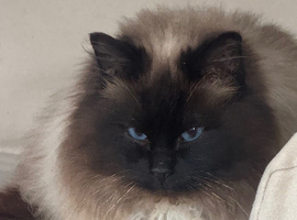 Rodney. Chocolate ragdoll for Stud only