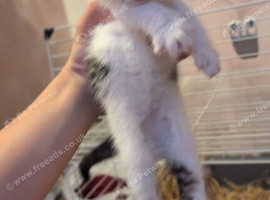 Kittens for sale