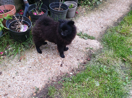 Beautiful house trained puppy 5 months old ready 9 June