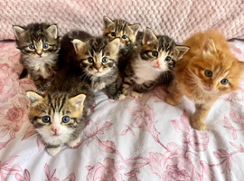 Gorgeous Fluffy Kittens