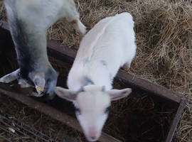 Pigume goats