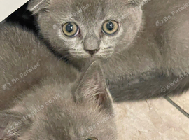Scottish fold kittens