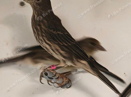 Mexican sparrows 2026