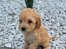 Bitchon frise cross poddle puppies