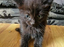 2 kittens