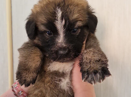 Puppies for sale German shepherd cross St Bernard.  St shepherd ready for new home