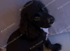 Male cocker spaniel