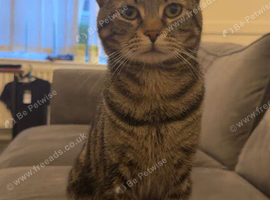Male cat