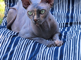 3 Canadian sphynx