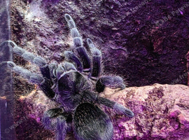 Adult Female Brazilian Black Tarantula