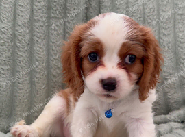 Beautiful RKCR Cavalier King Charles Spaniel Puppies