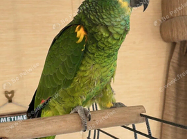 Blue fronted Amazon parrot