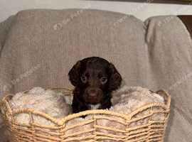 Working cocker spaniels