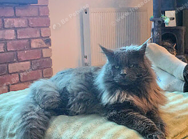 Maine coon pedigree kittens