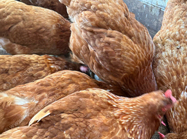 Laying hens healthy and vaccinated