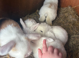 Mini lop bunnies