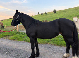 Quality Welsh Sec D companion/Broodmare