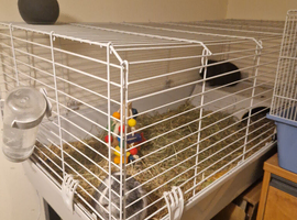 2x Guinea pigs