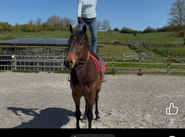 Louie 5 year old thoroughbred