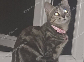 2 cats free ( phoenix and clover)