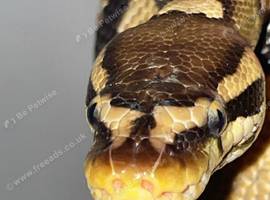 Male and female ball pythons!