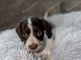 Adorable Cocker spaniel puppies