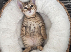 Beautiful Kitten for rehoming PLUS everything you need