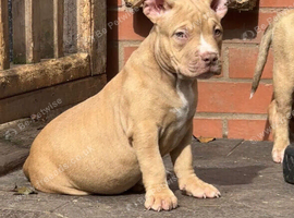 American pocket bully&rsquo;s AB KC registered