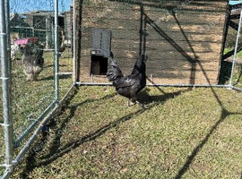 12 Ayam cemani hatching in eggs