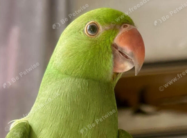 Two 10 weeks hand-reared raised parrots