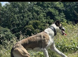 Collie x whippet stud