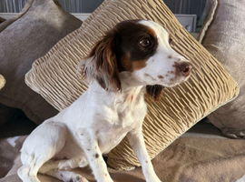 Sprocker spaniel pup
