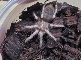 5 x Vitalius Chromatus (formerly Nhandu) Tarantula Slings &pound;30