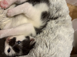 Kittens