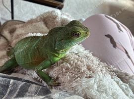 Female water dragon