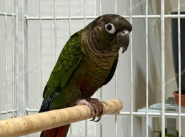 2 BEAUTIFUL 9 WEEK OLD CONURES
