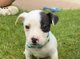 Jack x French bulldog