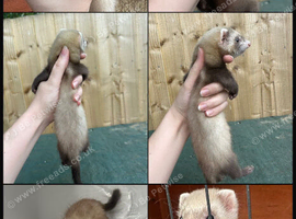 Polecat/Cinnamon Baby Ferett