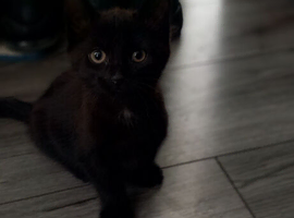 KITTENS FOR SALE