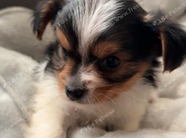 Beautiful Yorkie Biewer terrier for sale