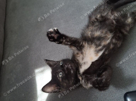 1 BEAUTIFUL FEMALE KITTEN.