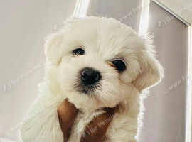 Korean line Maltese puppy